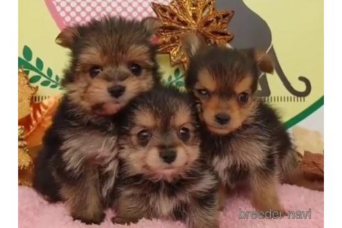 成約済の栃木県のミックス犬-212895の5枚目